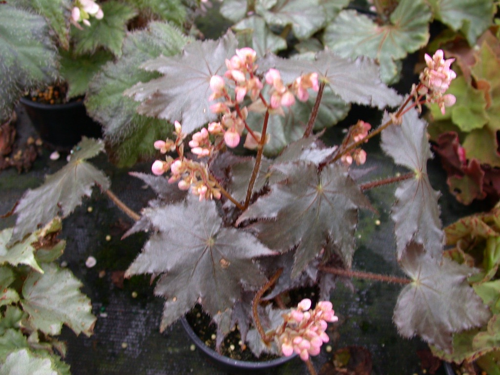 B. ‘Platinum Star’